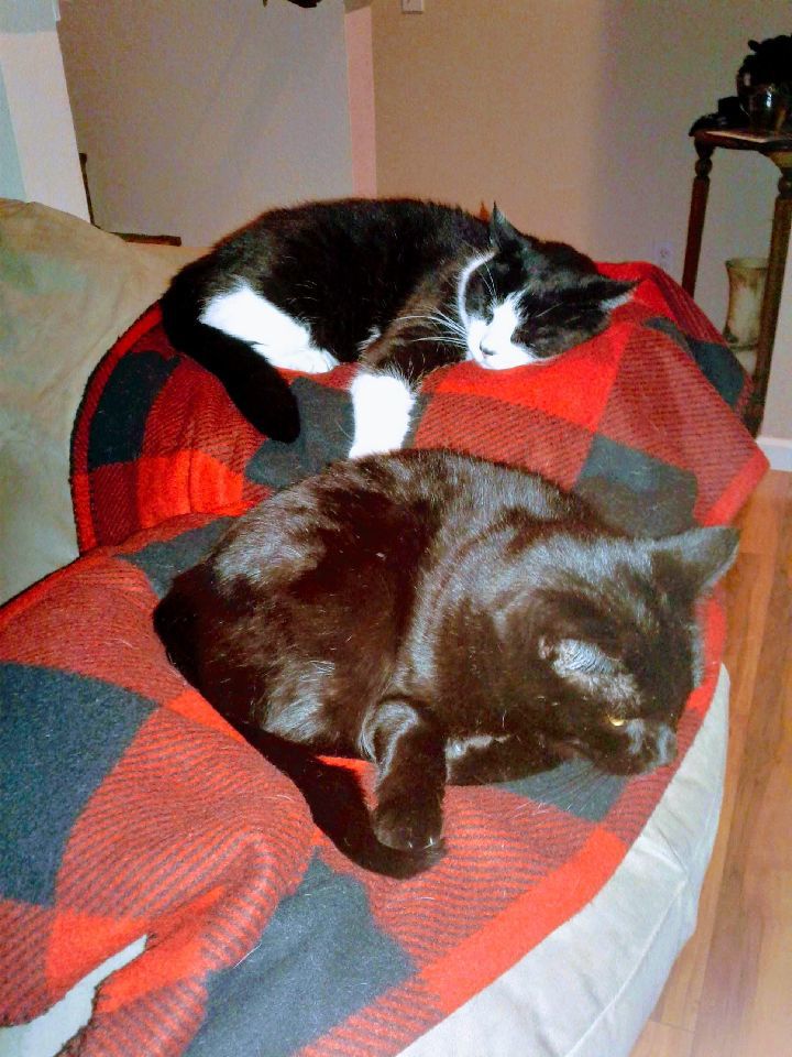 Olive & Brutus